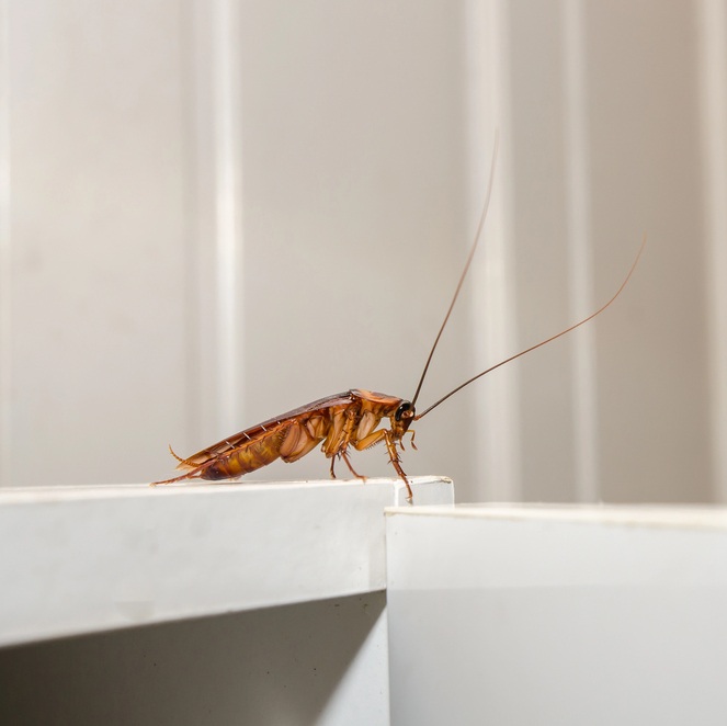 Cockroach
