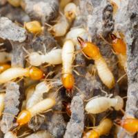 Termites